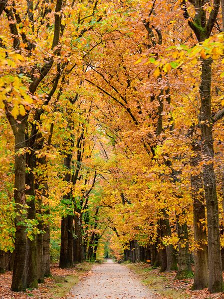 Pad door een beukenbos met gouden en gele bladeren tijdens de herfst van Sjoerd van der Wal Fotografie
