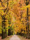 Pad door een beukenbos met gouden en gele bladeren tijdens de herfst van Sjoerd van der Wal Fotografie thumbnail