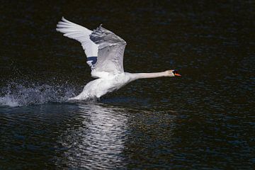 Swan when starting