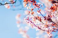 Frühlingsblüte
