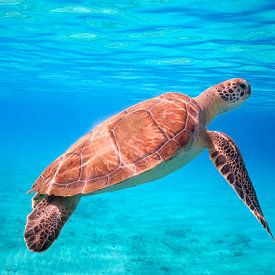 Zwemmende zeeschildpad in helderblauwe zee. van Erik de Rijk