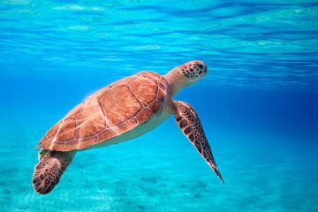Zwemmende zeeschildpad in helderblauwe zee.