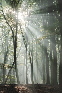 Rayons de soleil et arbres dansants | Photographie de voyage imprimée | Speulderbos, Pays-Bas