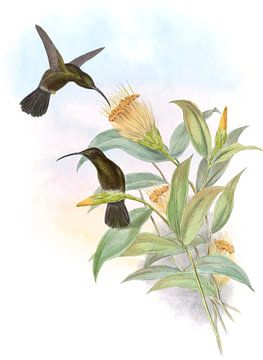 Sooty weerhaken-throat, John Gould van Hummingbirds