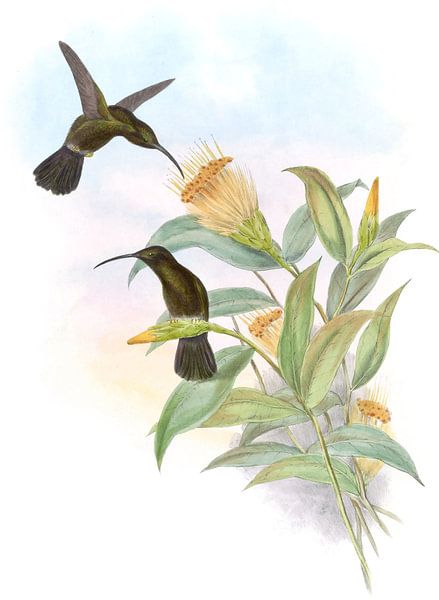 Ruß von Hummingbirds