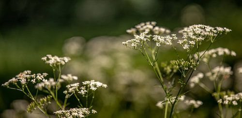 Close-up Fluitenkruid bloemenveld 2