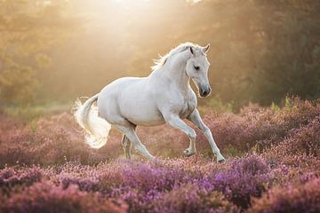 Paard en heide van Keeley Wit