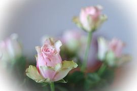 Rozenliefde van Josef Rast Fotografie