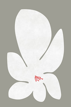 Witte Lelie Bloem
