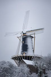 De Winterse Windhond van sQuarecoW