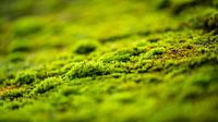 Moss