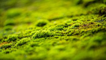 Moss
