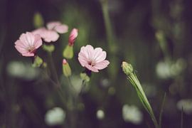 Kleine gelukjes by Toon Verdonck