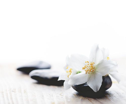 Zen-stilleven met jasmijnbloem en spa-stenen