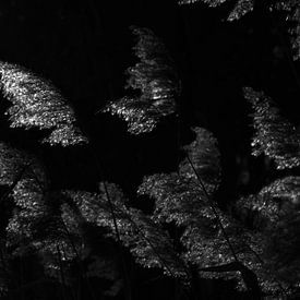 Rietpluimen in de zon tegen donkere achtergrond van Theo Felten