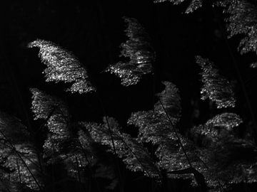 Rietpluimen in de zon tegen donkere achtergrond van Theo Felten