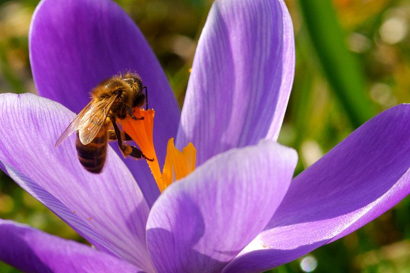 Vielbeschäftigte Biene auf violettem Krokus von Natascha Teubl