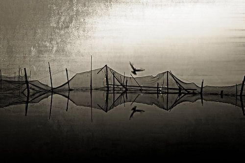 bird of prey fishing