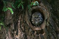 Steinkauz (Athene noctua) schaut aus seiner Bruthöhle von wunderbare Erde Miniaturansicht