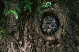 Minervas Owl / Little Owl (Athene noctua) looking out of its natural tree hollow