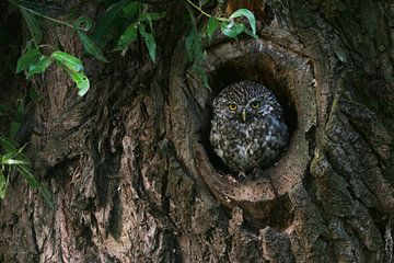 Minervas Owl / Little Owl (Athene noctua) looking out of its natural tree hollow