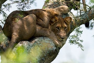 Tree klimbing  lion van Robert Kienstra