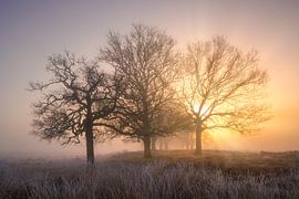 Tres Sapientes sur Jeroen Lagerwerf