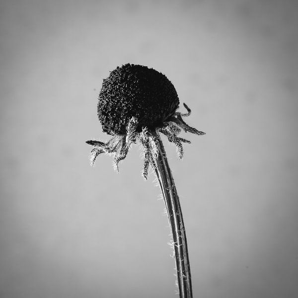 Zwart/wit portret van uitgebloeide bloem van Casper Zuidwijk