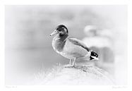 Single male Anatidae (Duck) photo in old print style in black and white, sitting on the harbor front by John Quendag thumbnail