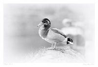 Een mannetjes eend (Anatidae ) foto in de stijl van een oude afdruk, in zwart-wit, zittend aan de ha