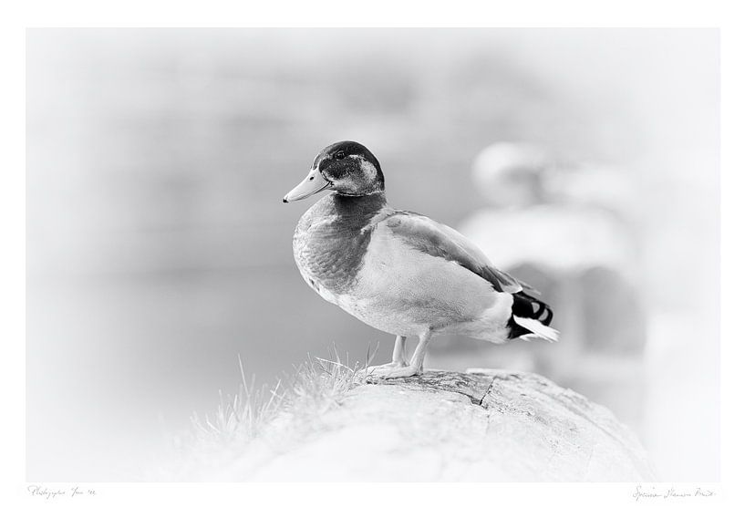 Single male Anatidae (Duck) photo in old print style in black and white, sitting on the harbor front by John Quendag