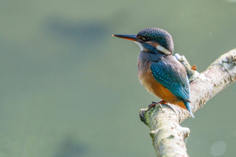 kingfisher by Marjon Tigchelaar