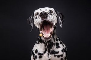 Lustiger dalmatinischer Hund fängt ein leckeres Bonbon von Lotte van Alderen