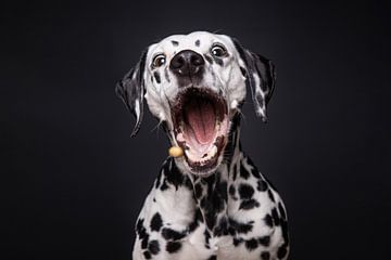 Grappige Dalmatiër hond vangt een heerlijk snoepje van Lotte van Alderen