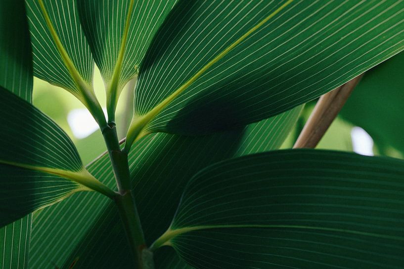 Riet in weelderig groen van Richard