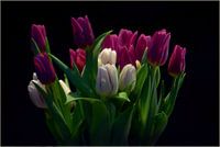 tulpen