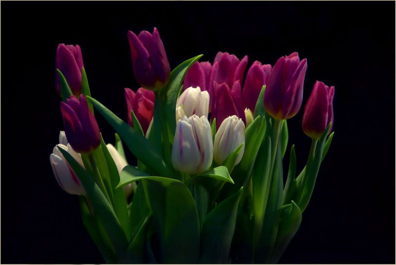 tulpen von wouter De Prins