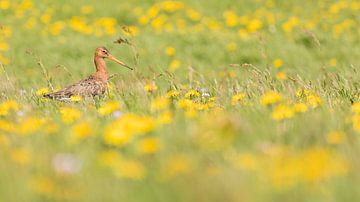 Vogels | Grutto in een weiland tussen de paardenbloemen 1 van Servan Ott