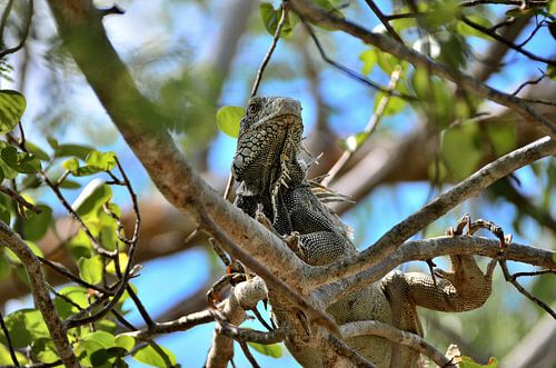 Groene leguaan Grotten van Hato Curaçao