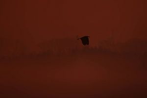 Vlucht in Stilte II – Bennekom