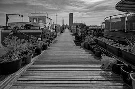 Nieuwe Houthaven Amsterdam