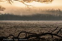 Red deer in the fog.