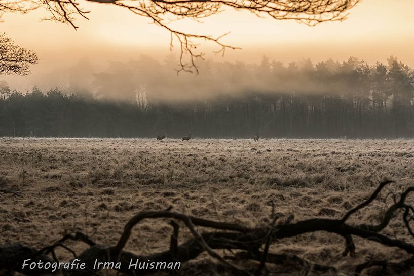 Edelherten in de mist. van Irma Huisman