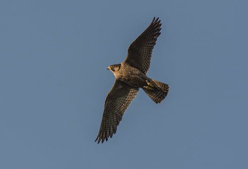 Wanderfalke weiblich