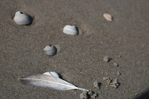 Een veer en schelpen op het strand