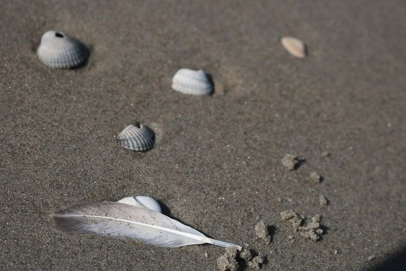A feather and shells on the beach by Rosalie Broerze