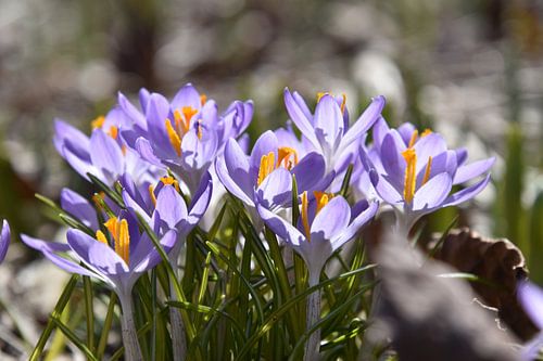 Krokussen in de tuin