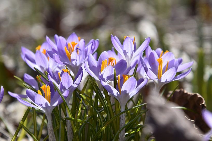 Crocuses in the garden by Claude Laprise