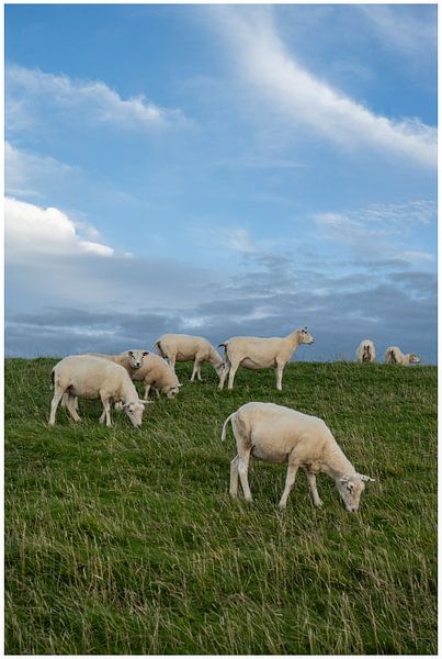 L'herbe verte de la maison par Kathleen Ooms