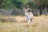 Junges Damwild von Pim Leijen Miniaturansicht